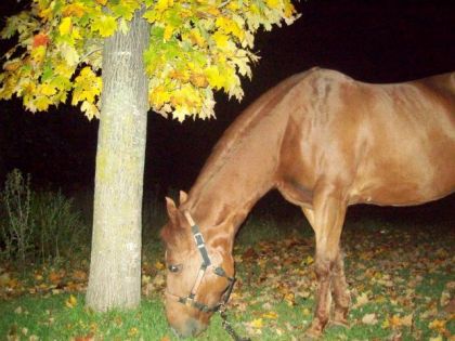 poney (L)
