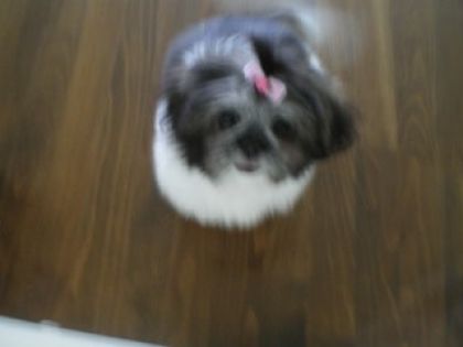 Mon chien quand elle revenais du toilleteur avec sa petite...