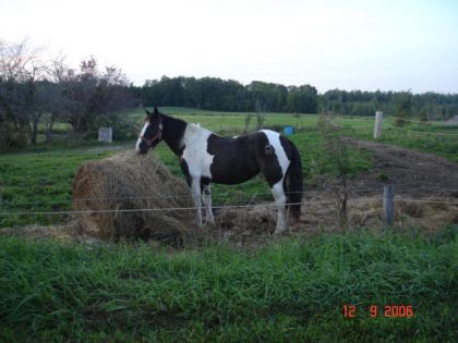 Un cheval mangeant une balle de foin ronde au pacage