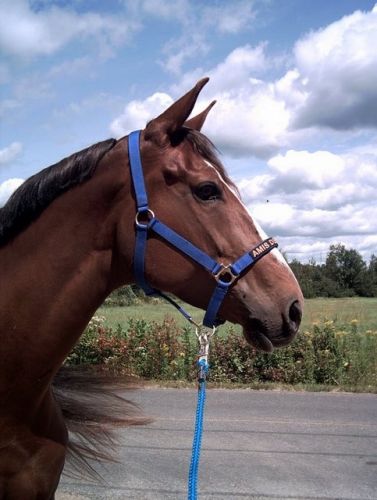 Un cheval avec un licou bleu