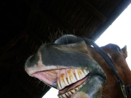 GRAAAAAAAAHOUUUUUUUUU! Galopin ce matin, qui porte bien son nom...