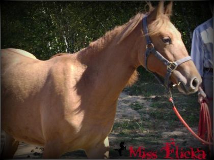 Flicka a la longe