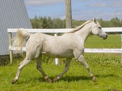 azure au trot