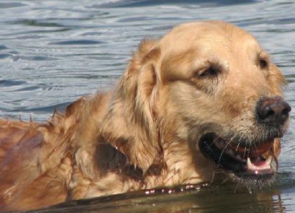 Chien dans l'eau