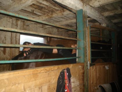 Légerement fatiguée suite a une dure nuit coucher sur du foin et...