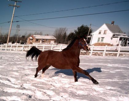 Cheval bai dans la neige