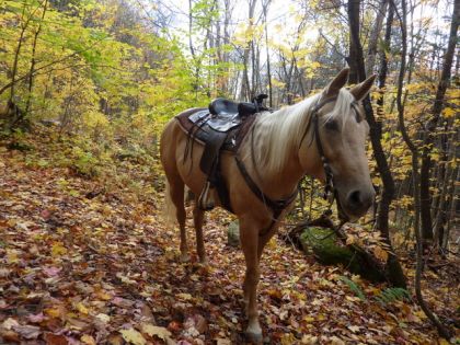 couleurs d'automne