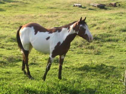 Paint Horse qui était proche de chez ma grand-mère (a été vendu)