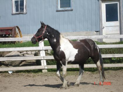 Spotted Draft horse dans un enclos
