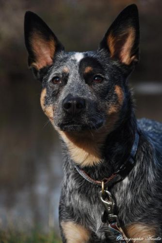 diego