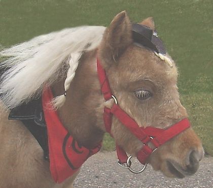 Mon petit mini " tim bits " déguisé en cowboy pour la parade de...
