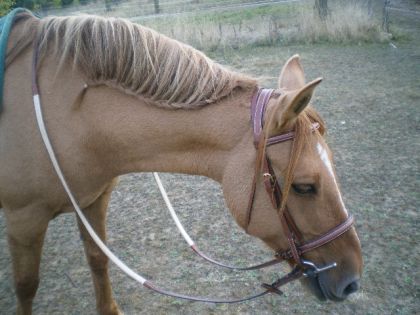 petite tresse sur la criniere pour s'amuser :)