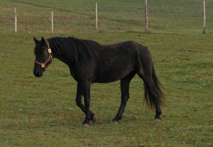 Ma nouvelle jument: Des Anges Fancy-Boy Nina :) 