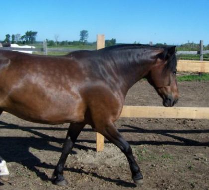 Major qui s'amuse à faire du trot allongé dans le package