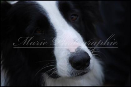 Jack Border collie