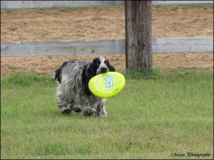 Cooper