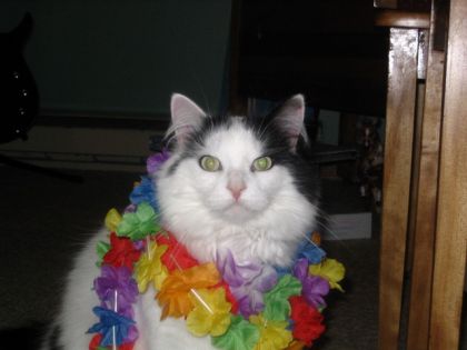 mimi the hawawien cat of the house