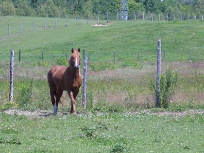 Cheval au champ