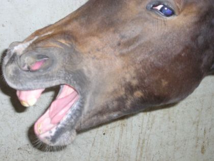 Maman pkoi le veterianire a ouvert ma bouche grande comme...