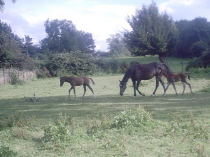 palina se promene avec les deux poulain