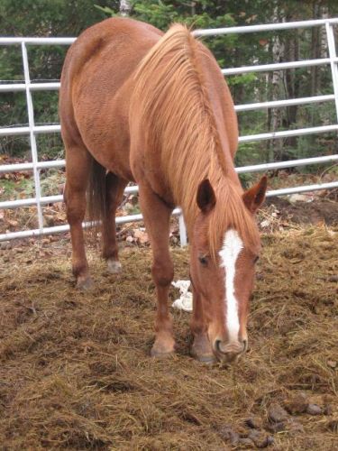 Voici Buzz un qh + arable !