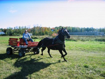 Mon copain et son 'Petit cheval de fer' (Le surnom des chevaux...