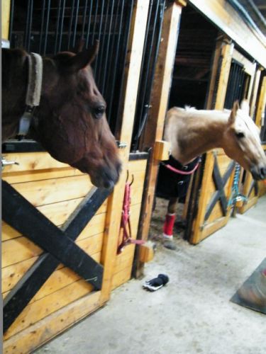 photo par Topgone Lucky Mon cheval et ShowDownJessisJames Cheval de Showdown !! (L)