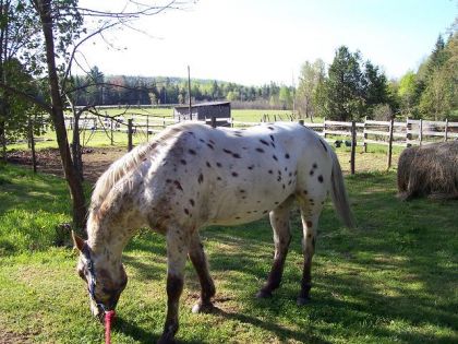 Photo reçu de la nouvelle proprio de Raco au courant de l'été
