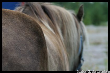 Champion le cheval de sky-chaya aux finales régional