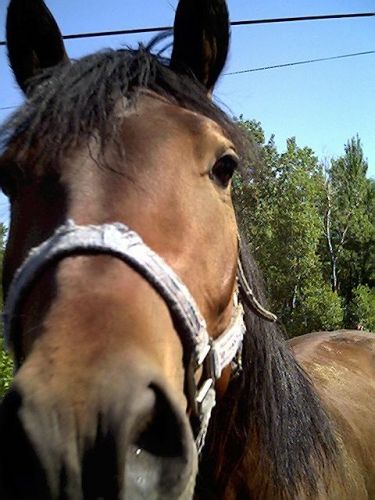 Le cheval de Roger