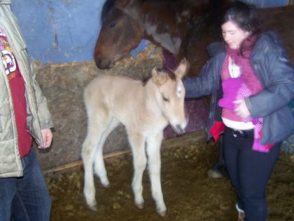 Une des pouliche a Fille & Memel mais qui le sort a décider...