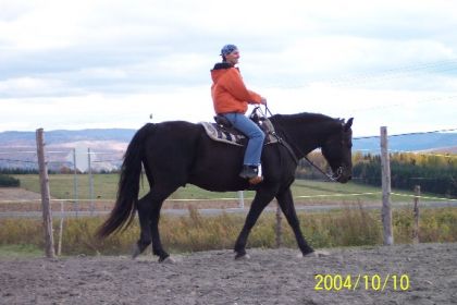 Un cavalier et sa monture