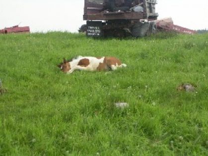 Un cheval bien couché dans l'herbe