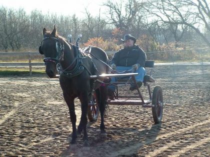 Mon mari et son Standerbred Diablo