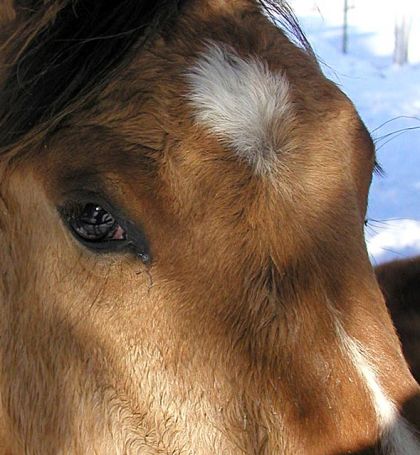 Tête d'un cheval en hiver et vu de très très proche.
