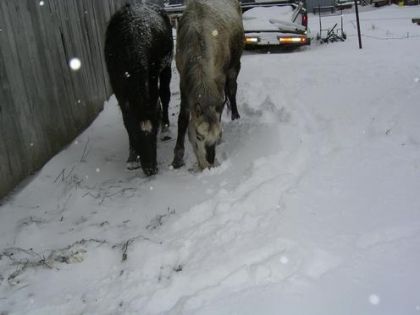 Hum dla bonne neige!