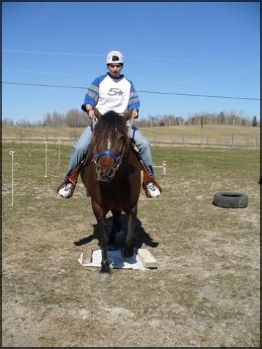Petite séance de dressage pour moi et TEmpête!