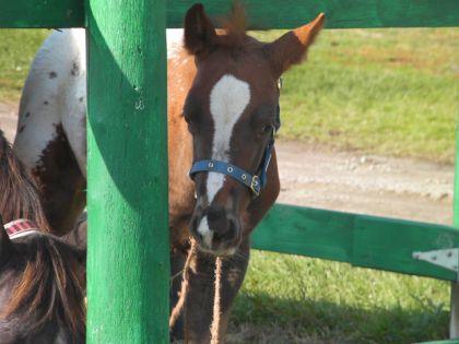 mon petit cheval ;p