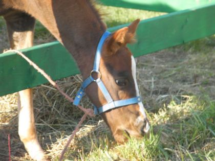 mon petit cheval encore ;p