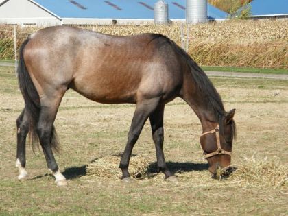 Gossip mon poulain de 2ans
