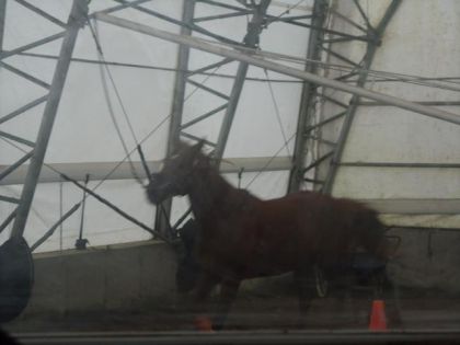 Hank qui trot sur le waker