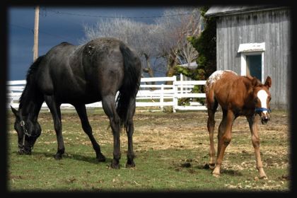 Maggie et Cooper