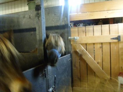 Noisette..mon tit poney pr&eacute;f&eacute;r&eacute;..