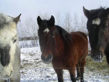 3 chevaux qui regardent la caméra
