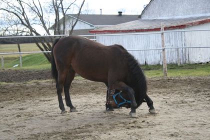 Étant handicapée d'une patte (entorse grade 2), je ne peux...