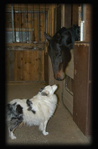 Blue et Charlis