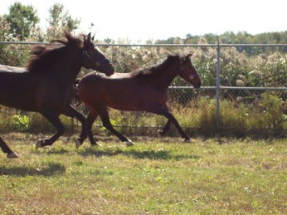 porto & lady :)