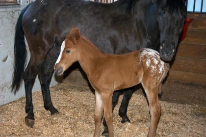 Petit poulain appaloosa
