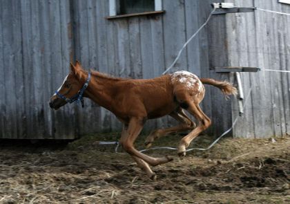 Poulain au galop devant l'écurie