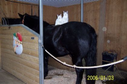 Chats sur le dos d'un cheval